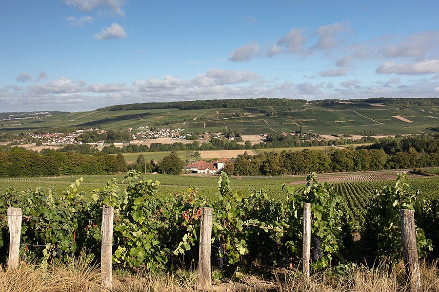 Champagne wijngaarden, A. Robert, Fossoy, Vallée de la Marne, Frankrijk