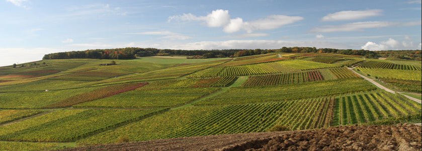 Rosé, Spätburgunder Weißherbst, Bernhard, Rheinhessen - Lekker Sapje - Wijn voor mensen met humor