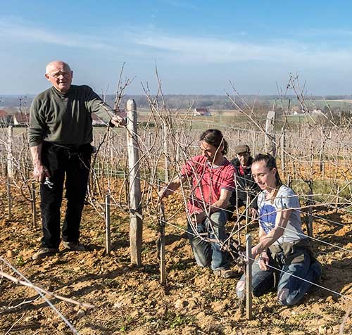 Savagnin Elevage Long La Bardette, Labet, Jura - Lekker Sapje - Wijn voor mensen met humor