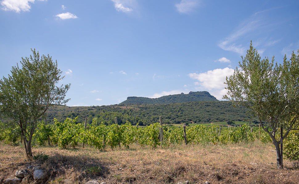 Supply - Royer, Rousanne du Bramaïre, Languedoc - Lekker Sapje - Wijn voor mensen met humor