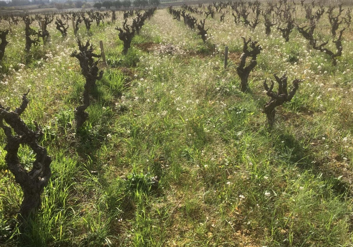 Supply-Royer, wijngaard met bushvines, Mont Baudile, Languedoc, Frankrijk