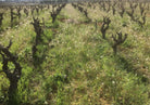 Supply-Royer, wijngaard met bushvines, Mont Baudile, Languedoc, Frankrijk