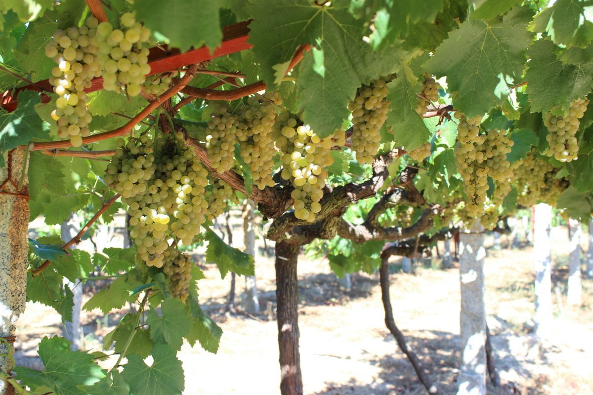 Albariño, Xangall, Rias Baixas, Spanje - Lekker Sapje - Wijn voor mensen met humor