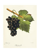 A&M Tissot, Poulsard Amphore, Jura - Lekker Sapje - Wijn voor mensen met humor