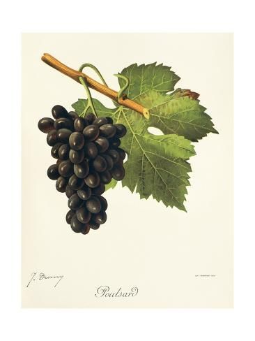 A&M Tissot, Poulsard Amphore, Jura - Lekker Sapje - Wijn voor mensen met humor