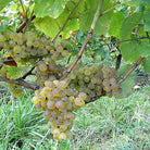 A&M Tissot, Savagnin non-ouillé, Arbois, Jura - Lekker Sapje - Wijn voor mensen met humor