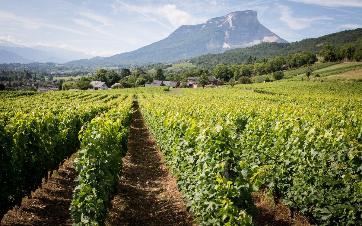 Aprémont La Colombelle, Richel, Savoie - Lekker Sapje - Wijn voor mensen met humor