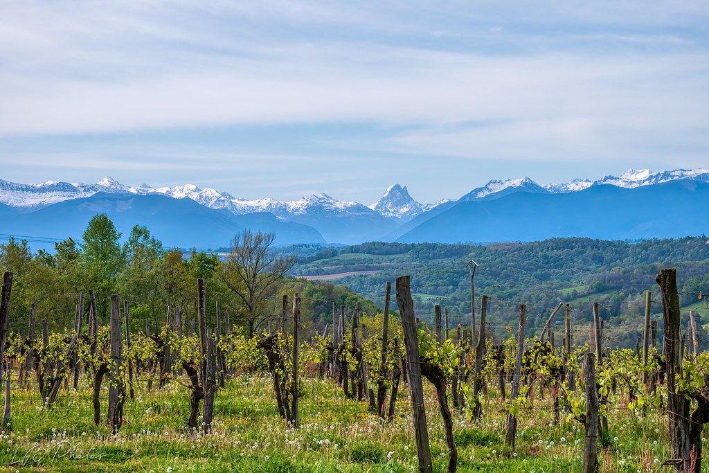 Costat Darrer, Camin Larredya, Jurançon, Frankrijk - Lekker Sapje - Wijn voor mensen met humor
