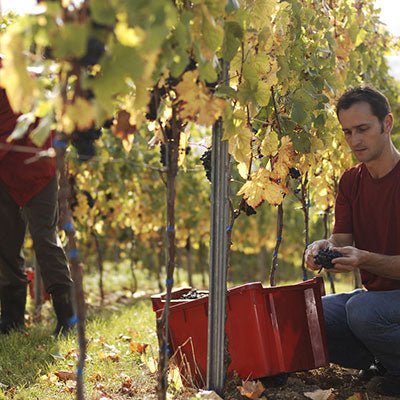 Pinot Noir, Matthias Gaul, Pfalz, Duitse wijn - Lekker Sapje - Wijn voor mensen met humor