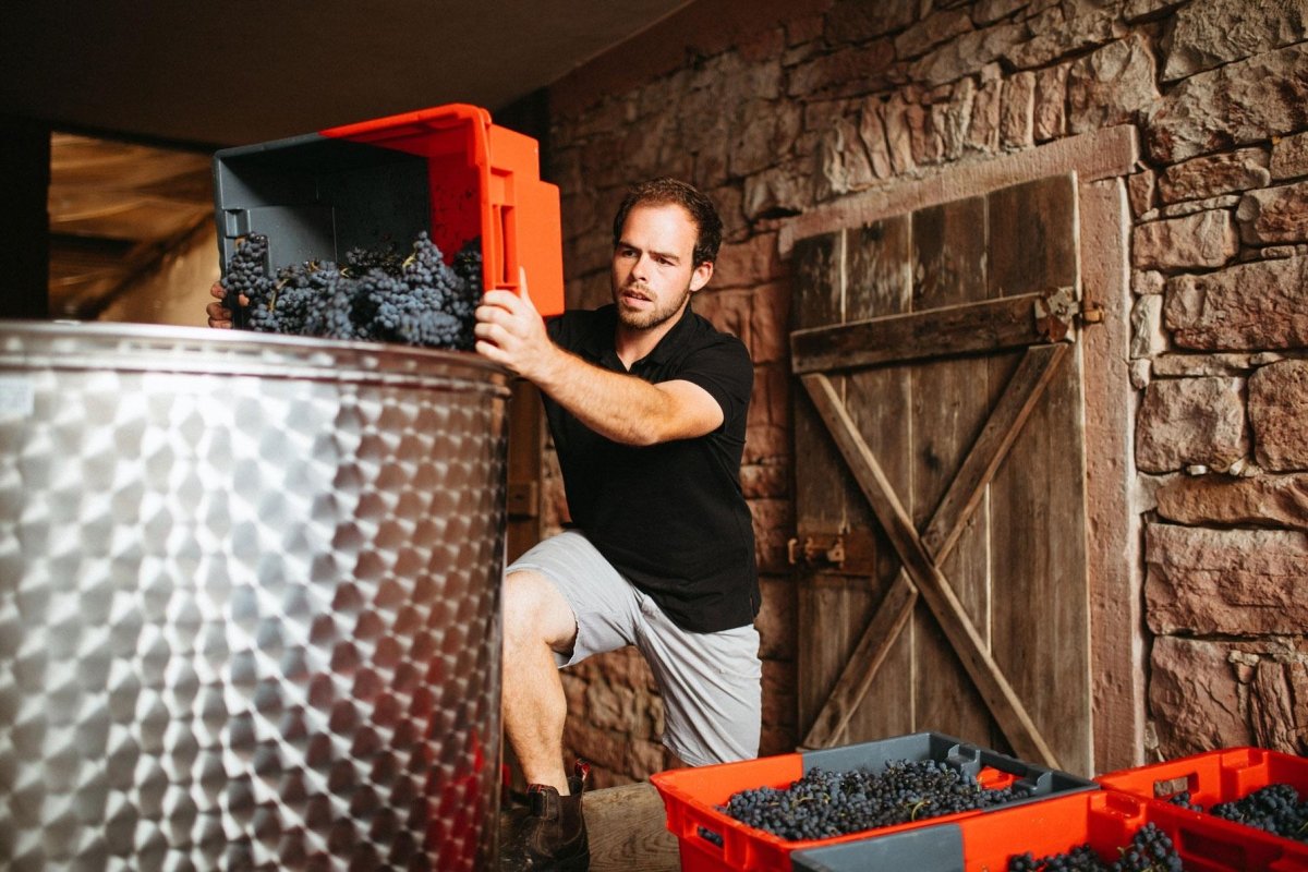 Reicholzheimer Schwarzriesling, Ehrlenbach, Franken - Lekker Sapje - Wijn voor mensen met humor