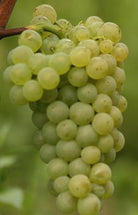 Scheurebe Gutswein, Hans Wirsching VDP, Franken, Duitsland - Lekker Sapje - Wijn voor mensen met humor