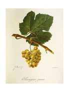 Traminer Profund, Herbert Zillinger, Weinviertel, Oostenrijk '19 - Lekker Sapje - Wijn voor mensen met humor