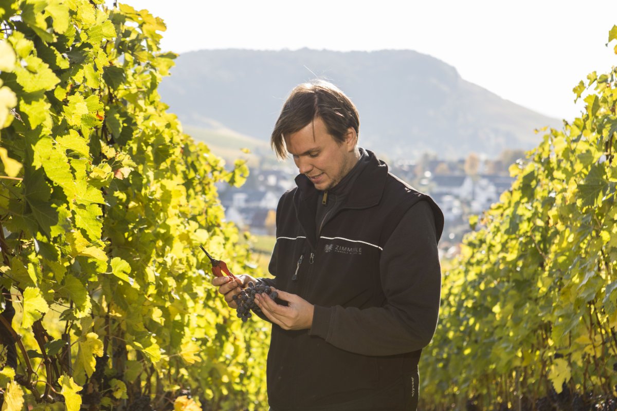 Trollinger Architekt, Zimmerle, Württemberg, Duitsland - Lekker Sapje - Wijn voor mensen met humor