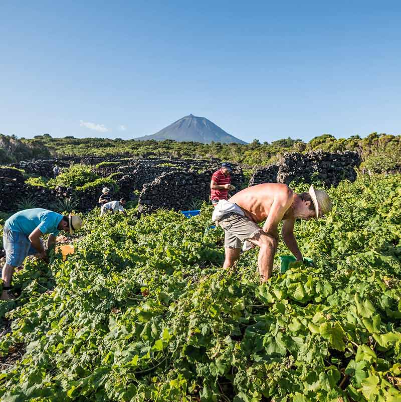 Verdelho o Original, Azores Wine Company, Azoren, Portugal - Lekker Sapje - Wijn voor mensen met humor