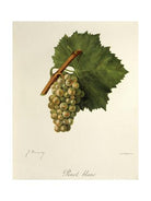 Weissburgunder Schlossberg, Ecker, Wagram, Oostenrijk - Lekker Sapje - Wijn voor mensen met humor