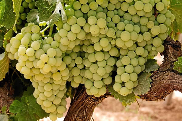 Zalema Garay Bleu, Condado de Huelva, Spanje - Lekker Sapje - Wijn voor mensen met humor