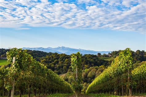 Jurançon: de onbekende parel van de Pyreneeën - Lekker Sapje Wijnshop