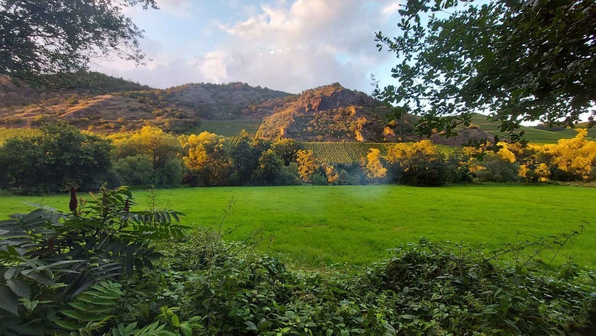 Wijnhuis KH Schneider nu bij top Duitsland - Lekker Sapje - Wijn voor mensen met humor