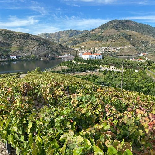 Wijnhuis Quinta dos Frades, Douro, Portugal