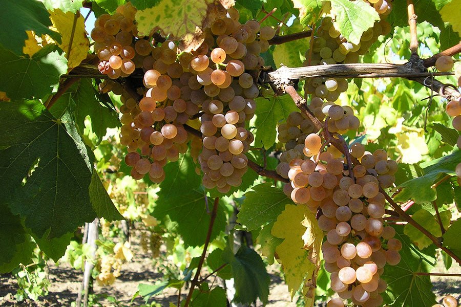 Malvasia, Saxida, Vipava, Slovenië - Lekker Sapje - Wijn voor mensen met humor