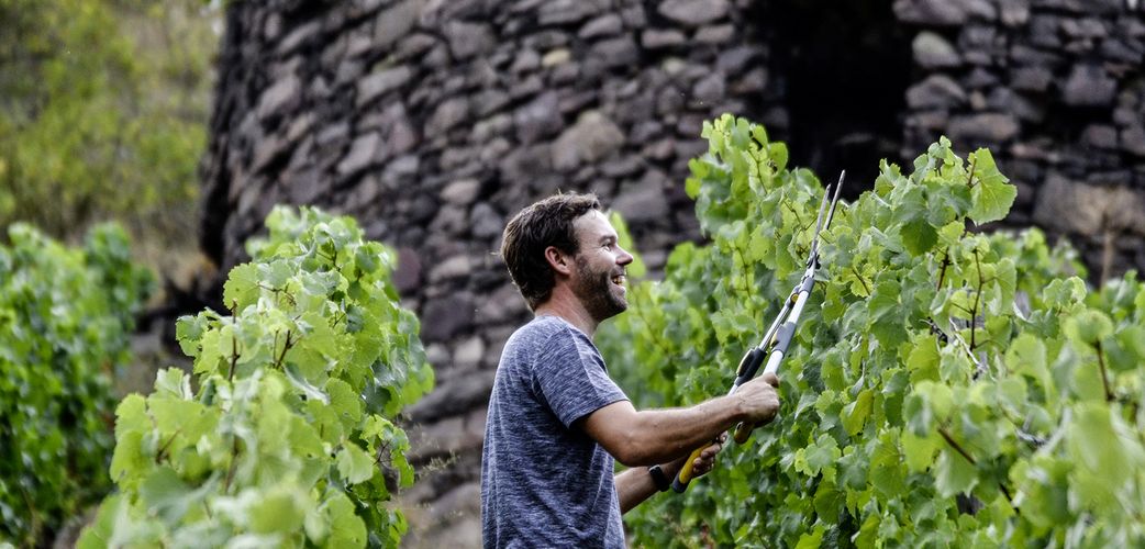 Spätburgunder Blanc de Noir, KH Schneider, Nahe, Duitse wijn - Lekker Sapje - Wijn voor mensen met humor