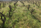 Wijngaard Supply-Royer, Languedoc, Frankrijk