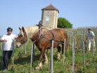 A&M Tissot Pinot noir Sous la Tour, Jura Arbois, natuurwijn