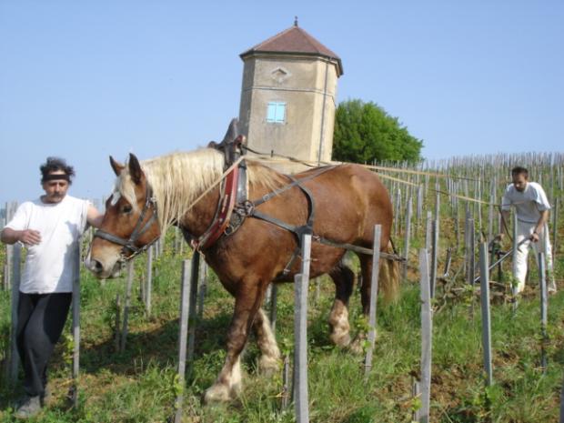 A&M Tissot Pinot noir Sous la Tour, Jura Arbois, natuurwijn